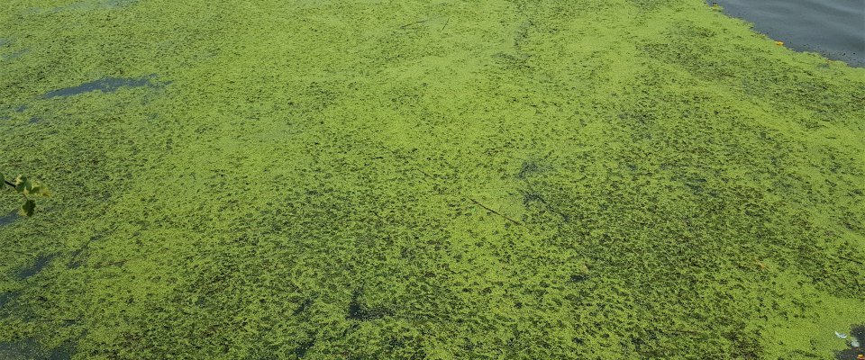 Suspicion de Cyanobactéries sur le plan d'eau